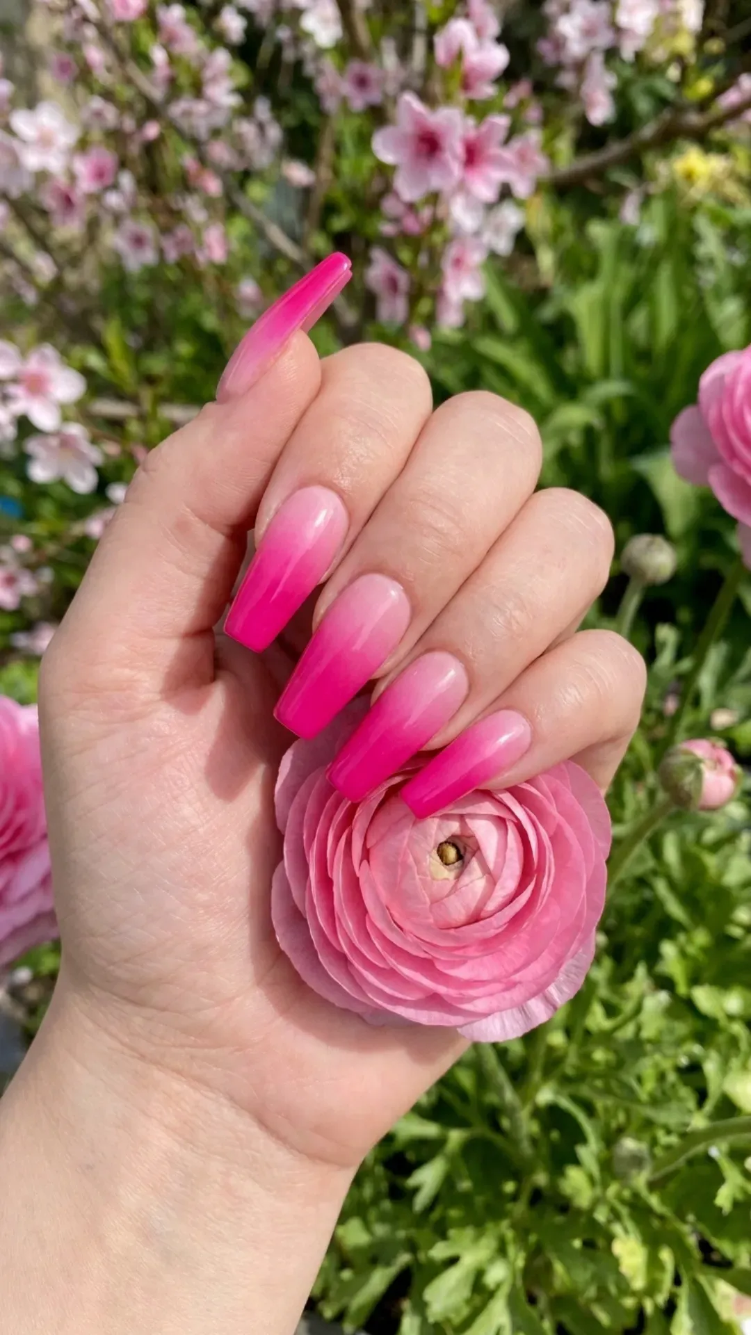 Bold and vibrant hot pink ombre coffin nails that transition from a bright pink tip to a soft pink base, showcasing a glossy finish perfect for a lively spring statement