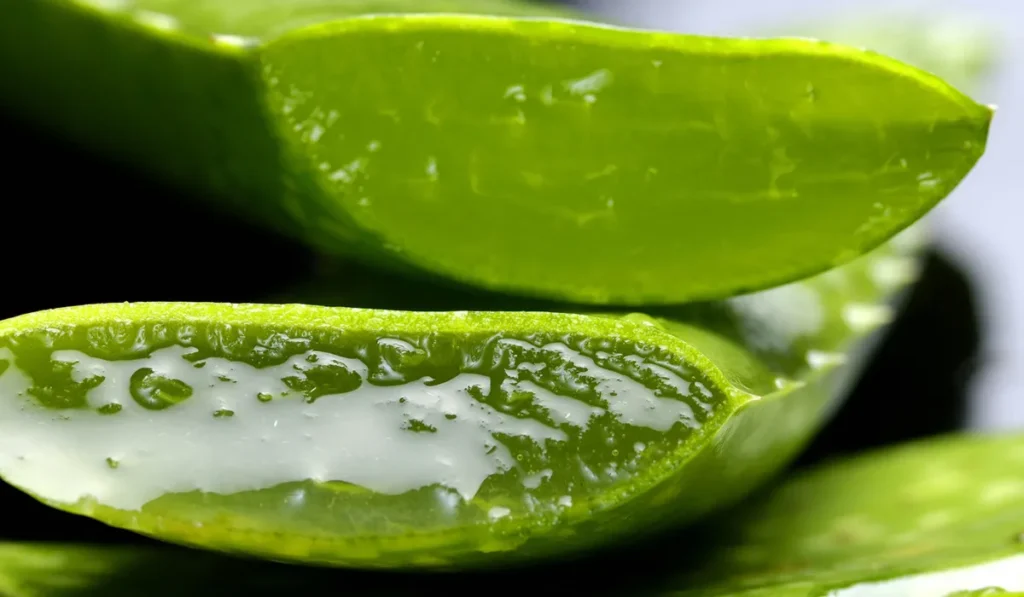 A fresh green aloe vera leaf cut open to reveal the clear, gel-like substance inside, indicative of natural healing and skincare properties.
